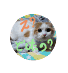ほのぼの猫シェリル＆ローランド日常 挨拶（個別スタンプ：15）