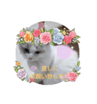 ほのぼの猫シェリル＆ローランド日常 挨拶（個別スタンプ：18）