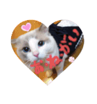 ほのぼの猫シェリル＆ローランド日常 挨拶（個別スタンプ：20）