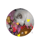 ほのぼの猫シェリル＆ローランド日常 挨拶（個別スタンプ：23）