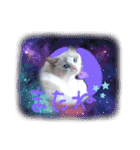 ほのぼの猫シェリル＆ローランド日常 挨拶（個別スタンプ：24）