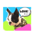 愛犬ドンちゃんの日常（個別スタンプ：1）