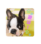 愛犬ドンちゃんの日常（個別スタンプ：2）