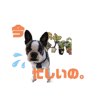 愛犬ドンちゃんの日常（個別スタンプ：3）