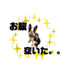 愛犬ドンちゃんの日常（個別スタンプ：4）
