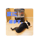 愛犬ドンちゃんの日常（個別スタンプ：5）