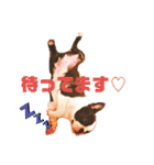 愛犬ドンちゃんの日常（個別スタンプ：6）
