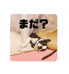 愛犬ドンちゃんの日常（個別スタンプ：7）