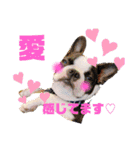 愛犬ドンちゃんの日常（個別スタンプ：9）