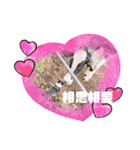愛犬ドンちゃんの日常（個別スタンプ：11）