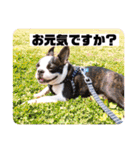 愛犬ドンちゃんの日常（個別スタンプ：12）