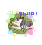 愛犬ドンちゃんの日常（個別スタンプ：13）