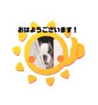 愛犬ドンちゃんの日常（個別スタンプ：14）