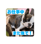 愛犬ドンちゃんの日常（個別スタンプ：15）