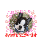 愛犬ドンちゃんの日常（個別スタンプ：17）