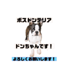 愛犬ドンちゃんの日常（個別スタンプ：19）