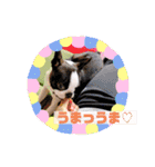 愛犬ドンちゃんの日常（個別スタンプ：20）