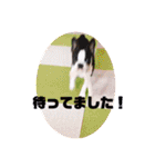 愛犬ドンちゃんの日常（個別スタンプ：21）