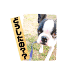 愛犬ドンちゃんの日常（個別スタンプ：22）