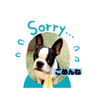 愛犬ドンちゃんの日常（個別スタンプ：23）