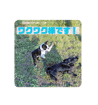 愛犬ドンちゃんの日常（個別スタンプ：24）