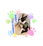 愛犬ドンちゃんの日常（個別スタンプ：25）
