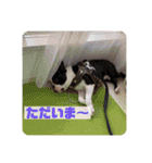 愛犬ドンちゃんの日常（個別スタンプ：27）