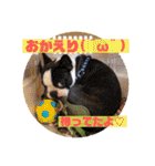 愛犬ドンちゃんの日常（個別スタンプ：28）