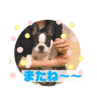 愛犬ドンちゃんの日常（個別スタンプ：29）