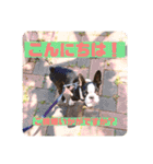 愛犬ドンちゃんの日常（個別スタンプ：30）