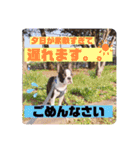 愛犬ドンちゃんの日常（個別スタンプ：32）