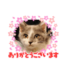 ちょこぽんもず（個別スタンプ：6）