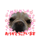ちゃまめちゃま（個別スタンプ：5）