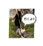 ちゃまめちゃま（個別スタンプ：13）