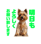 Renrenmo（個別スタンプ：1）