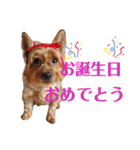 Renrenmo（個別スタンプ：6）