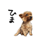 Renrenmo（個別スタンプ：9）