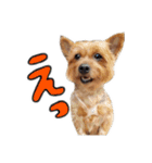 Renrenmo（個別スタンプ：14）