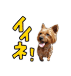 Renrenmo（個別スタンプ：15）