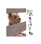 Renrenmo（個別スタンプ：22）