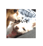 私アリス。（個別スタンプ：6）
