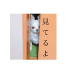 私アリス。（個別スタンプ：7）