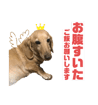 可愛いダックス スタンプで連絡（個別スタンプ：2）