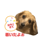 可愛いダックス スタンプで連絡（個別スタンプ：4）