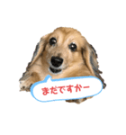 可愛いダックス スタンプで連絡（個別スタンプ：8）