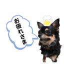 チワワのチビくうちゃん（個別スタンプ：13）