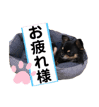 チワワのチビくうちゃん（個別スタンプ：14）