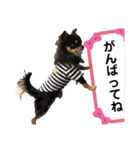 チワワのチビくうちゃん（個別スタンプ：15）