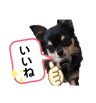 チワワのチビくうちゃん（個別スタンプ：38）
