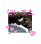 愛しのニャンズすたんぷ vol.6（個別スタンプ：2）